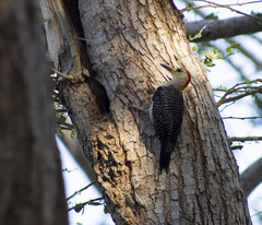 Melanerpes aurifrons
