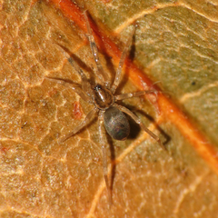 Phrurotimpus borealis