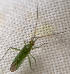 Blepharidopterus angulatus