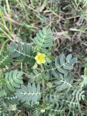 Tribulus terrestris