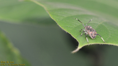 Eurystylus coelestialium