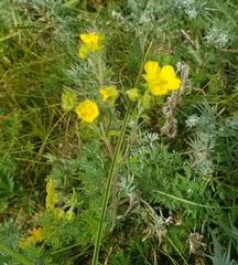 Potentilla tergemina