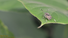 Eurystylus coelestialium