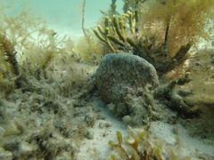 Didemnum ternerratum
