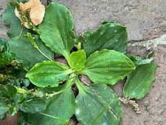 Plantago major