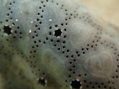 Didemnum ternerratum