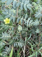 Tribulus terrestris