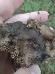 Sarcodon atroviridis