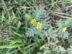 Tribulus terrestris