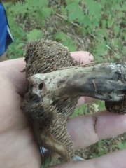 Sarcodon atroviridis