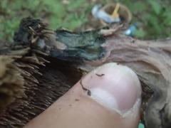 Sarcodon atroviridis