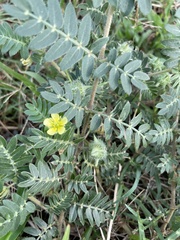 Tribulus terrestris