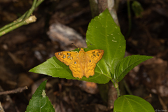 Myscelus amystis epigona