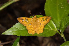 Myscelus amystis epigona