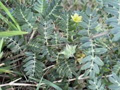 Tribulus terrestris