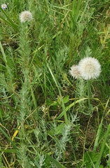 Allium leucocephalum