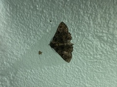 Metalectra praecisalis