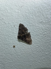 Metalectra praecisalis