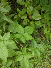 Rubus frondosus