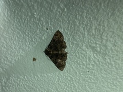 Metalectra praecisalis