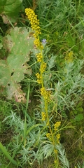 Artemisia palustris