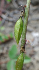 Astragalus robbinsii