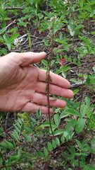 Astragalus robbinsii