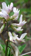Astragalus robbinsii