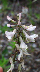 Astragalus robbinsii