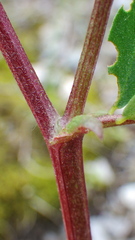 Astragalus robbinsii