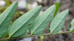 Astragalus robbinsii
