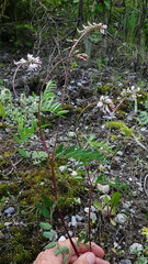 Astragalus robbinsii