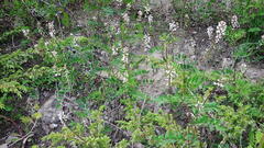 Astragalus robbinsii