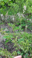 Astragalus robbinsii