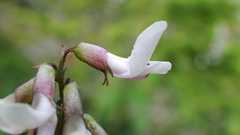 Astragalus robbinsii