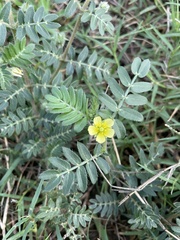 Tribulus terrestris