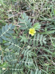 Tribulus terrestris