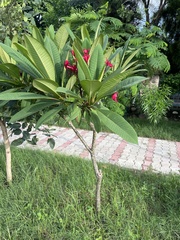 Plumeria rubra