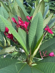 Plumeria rubra