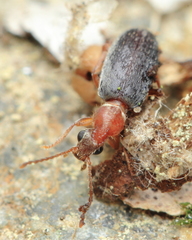 Notoxus murinipennis
