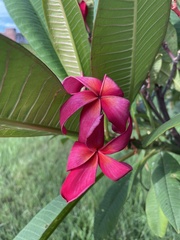 Plumeria rubra