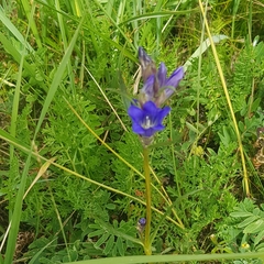 Gentiana decumbens
