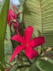 Plumeria rubra