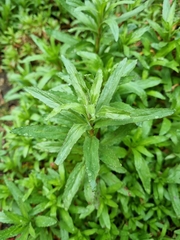 Epilobium hirtigerum