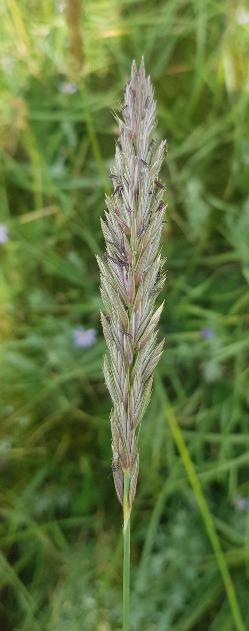 Leymus secalinus