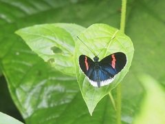 Heliconius erato cyrbia