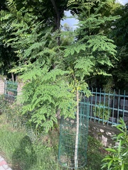 Moringa oleifera