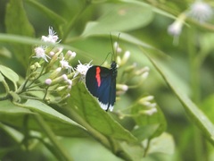 Heliconius erato cyrbia