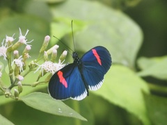 Heliconius erato cyrbia