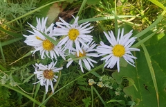 Aster altaicus